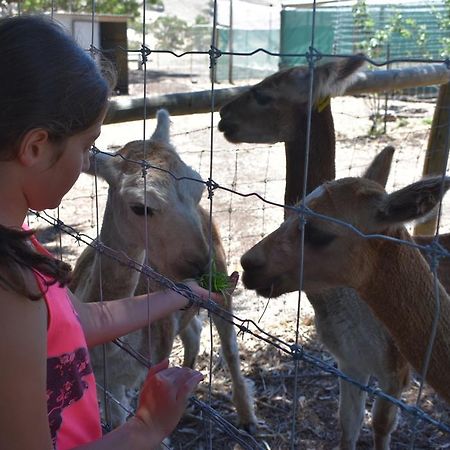 Morella Farmstay 케이프 저비스 외부 사진