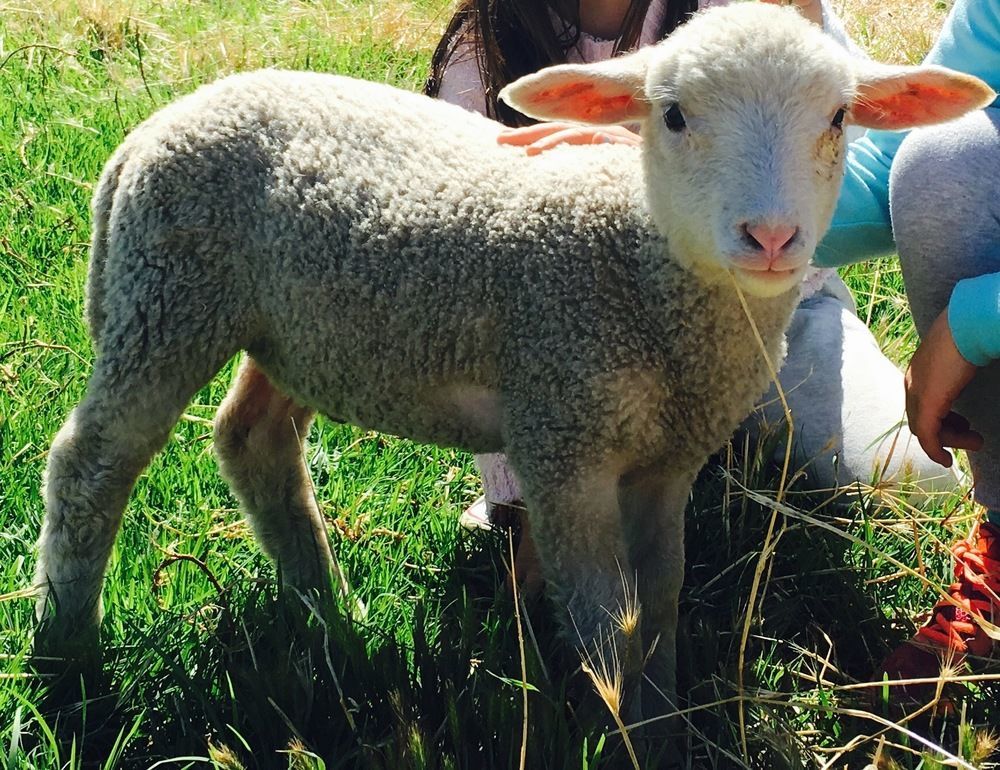 Morella Farmstay 케이프 저비스 외부 사진