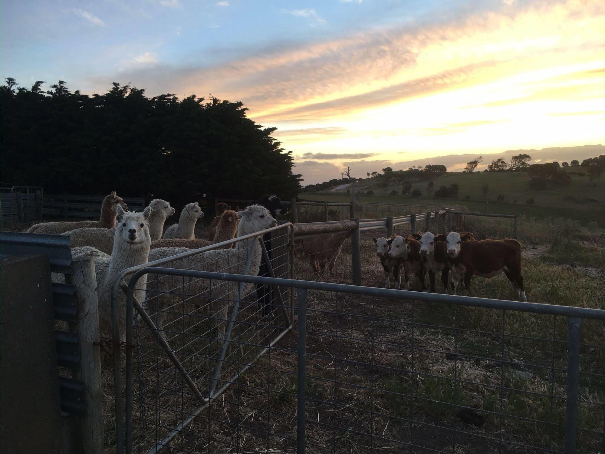Morella Farmstay 케이프 저비스 외부 사진