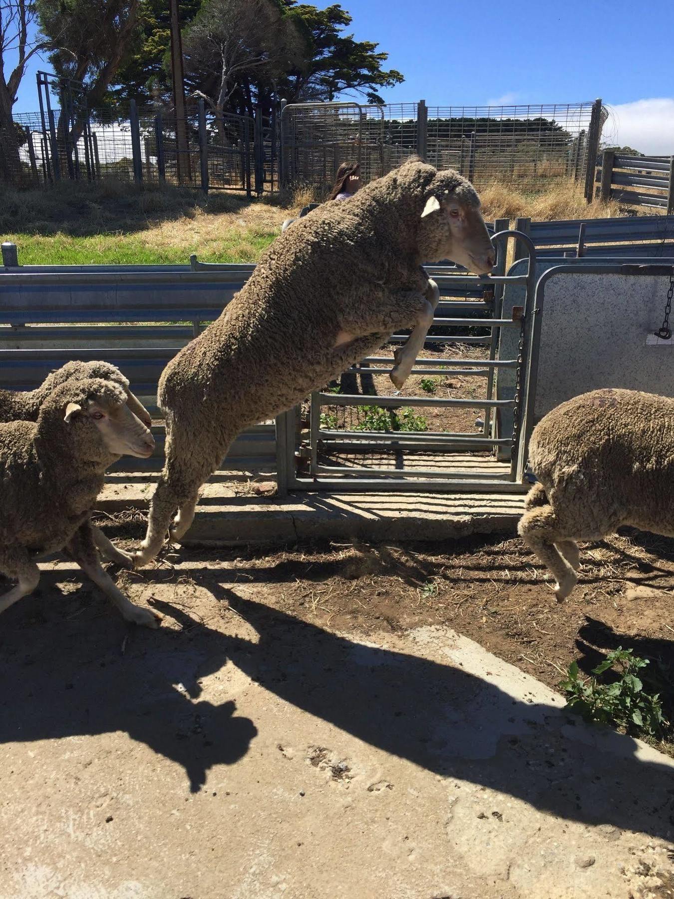 Morella Farmstay 케이프 저비스 외부 사진